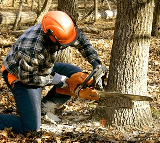 Tree Removal in Mount Vernon, AL